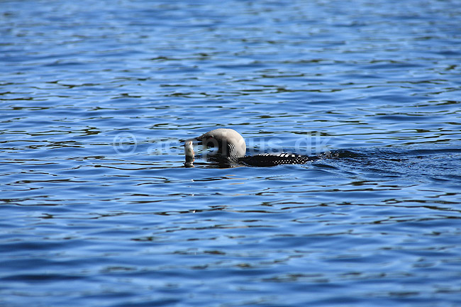 Lom. Sortstrubet lom med en skalle i n�bet; Gavia arctica; H�kens�s; Sverige; ; fugle; Lommer, Gaviidae, Gaviiformes