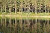 Skovs. Nletrer spejler sig i svensk skovs p Hkenss  Hkenss Sverige   skove, ser, reflektioner