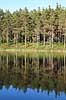 Skovs. Nletrer spejler sig i svensk skovs p Hkenss  Hkenss Sverige   skove, ser, reflektioner