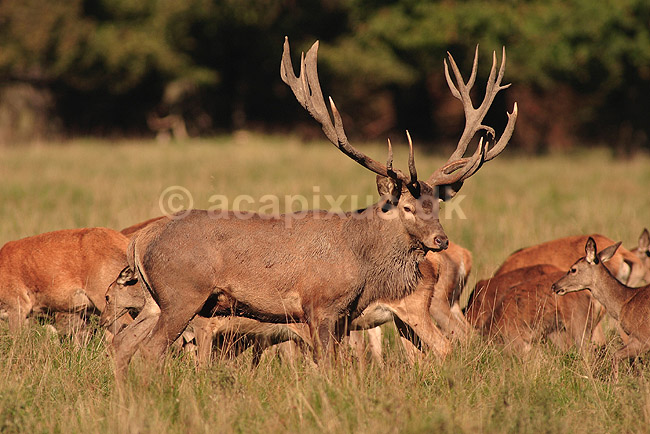 Kronhjort. Kronhjort med sit harem under brunst perioden; Cervus elaphus; J�gersborg Dyrehave / Sj�lland; ; ; pattedyr; Hjorte, kronhjorte, Cervidae, Parrett�ede hovdyr, Artiodactyla, Krondyr, Red deer, kronvildt, krondyr, kronhjorte, brunst, hjort