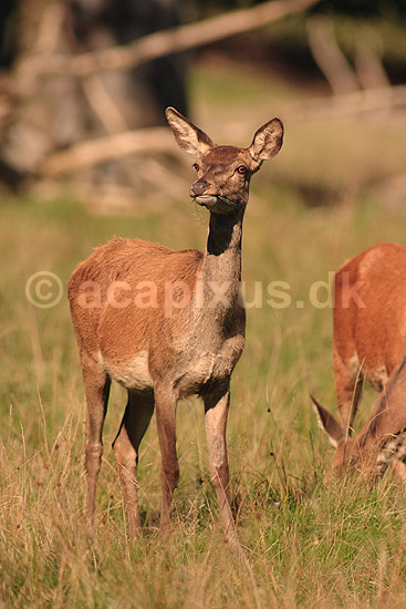 Kronhjort. Kronhjorte hind p� slette i Dyrehaven iagtager fotografen; Cervus elaphus; J�gersborg Dyrehave / Sj�lland; ; ; pattedyr; Hjorte, kronhjorte, Cervidae, Parrett�ede hovdyr, Artiodactyla, Krondyr, Red deer, kronvildt, krondyr, kronhjorte, brunst, hjort
