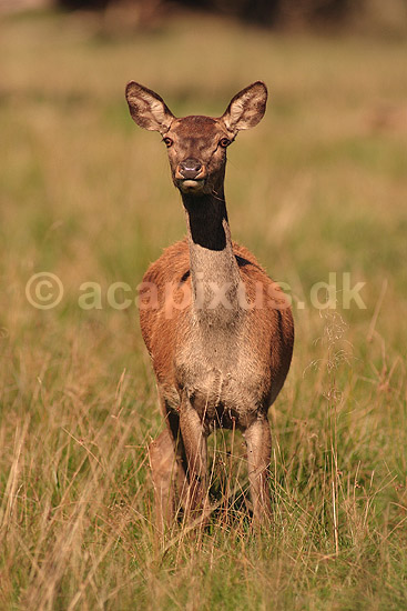 Kronhjort. Kronhjorte hind p� slette i Dyrehaven iagtager fotografen; Cervus elaphus; J�gersborg Dyrehave / Sj�lland; ; ; pattedyr; Hjorte, kronhjorte, Cervidae, Parrett�ede hovdyr, Artiodactyla, Krondyr, Red deer, kronvildt, krondyr, kronhjorte, brunst, hjort