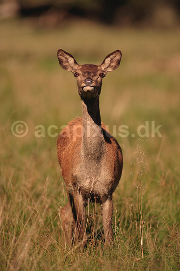 Kronhjort. Kronhjorte hind p� slette i Dyrehaven iagtager fotografen; Cervus elaphus; J�gersborg Dyrehave / Sj�lland; ; ; pattedyr; Hjorte, kronhjorte, Cervidae, Parrett�ede hovdyr, Artiodactyla, Krondyr, Red deer, kronvildt, krondyr, kronhjorte, brunst, hjort