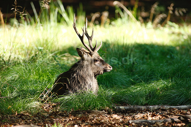 Sika. Sikahjort tager et hvil i skyggen i Dyrehaven; Cervus nippon; J�gersborg Dyrehave / Sj�lland; ; ; pattedyr; Hjorte, Cervidae, Parrett�ede hovdyr, Artiodactyla, hjort