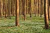 Anemoner. Hvide anemoner i skovbunden i b�geskov i J�gersborg Hegn Anemone nemorosa J�gersborg Hegn   planter Ranunkel-familien, Ranunculaceae, Ranunkel-ordenen, Ranunculales, blomster, for�r, b�g, b�getr�, b�getr�er