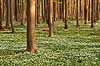 Anemoner. Hvide anemoner i skovbunden i b�geskov i J�gersborg Hegn Anemone nemorosa J�gersborg Hegn   planter Ranunkel-familien, Ranunculaceae, Ranunkel-ordenen, Ranunculales, blomster, for�r, b�g, b�getr�, b�getr�er