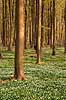 Anemoner. Hvide anemoner i skovbunden i b�geskov i J�gersborg Hegn Anemone nemorosa J�gersborg Hegn   planter Ranunkel-familien, Ranunculaceae, Ranunkel-ordenen, Ranunculales, blomster, for�r, b�g, b�getr�, b�getr�er