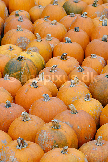 Gr�skar. Gr�skar til Halloween udstilling i Tivoli; Cucurbita pepo; ; ; ; planter; Gr�skar-familien, Cucurbitaceae, Viol-ordenen, Violales