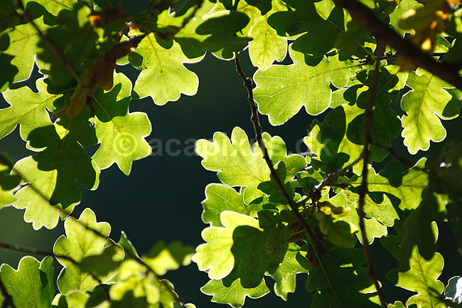 Egeblade. Egeblade i modlys; Quercus robur; ; ; ; planter; B�ge-ordenen, Fagales, tr�er, egetr�, egetr�er, eg, efter�rsblade