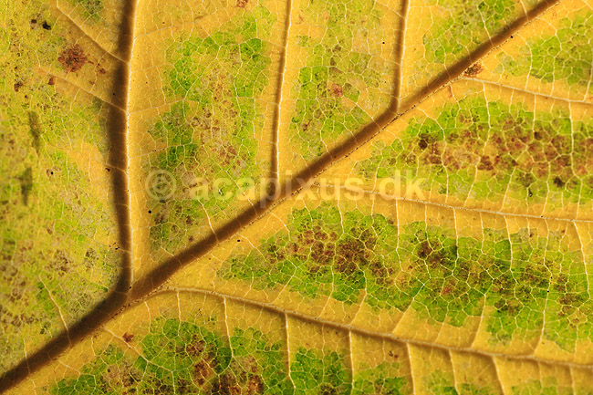 Efter�rsblad. Bladribber og m�nstre i efter�rsblad af spidsl�n; Aceraceae platanoides; ; ; ; planter; efter�r, farver, m�nster, l�vfald