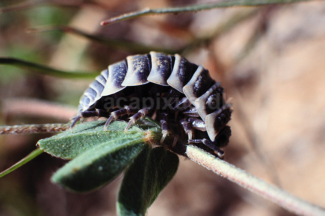 B�nkebider. B�nkebider p� blad i Tunesien ( Scan af KOL6475 ); Oniscoidea; ; Tunesien; Afrika; krebsdyr; Krabber, skaldyr, Isopoder, Isopoda
