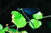 Vandnymfe. Blvinget pragtvandnymfe ( Scan af KOL6947 ) Agrion virgo, Zygoptera Storemosse Sverige  insekter Vandnymfer, guldsmed, guldsmede