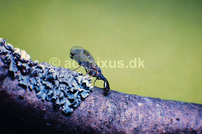Kamelhalsflue. Kamelhals flue ( Scan af KOL6473 ); Raphidia notata, Raphidiidae; Konga; Sverige; ; insekter; Kamelhalsfluer