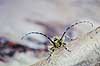 Trbuk. Trbuk ( Scan af KOL473 ) Saperda scalaris, Cerambycidae Konga Sverige  insekter Bille, biller, trbukke, flehorn