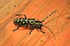 Trbuk. Trbuk ( Scan af KOL7404 ) Saperda scalaris, Cerambycidae land Sverige  insekter Bille, biller, trbukke, flehorn