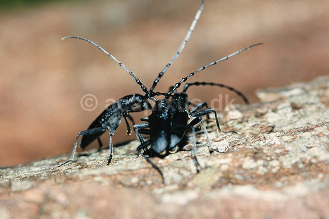 V�vere. V�vere (tr�bukke) k�mper om parringsret ( Scan af KOL7411 ); Lamina textor, Cerambycidae; �land; Sverige; ; insekter; Bille, biller, tr�buk, f�lehorn, parring
