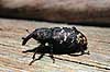 Gransnudebille. Gran snudebille ( Scan af KOL6962 ) Hylobius abietis, Curculionidae Troldeskoven, Tisvildehegn   insekter snudebiller, bille, biller