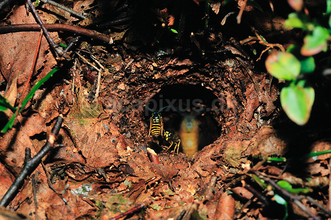 Hveps. Alm. gedehams, flyver til og fra redehul i jorden ( Scan af KOL6995 ); Paravespula vulgaris, Vespidae; B�llemosen, J�gersborg Hegn; ; ; insekter; hvepse