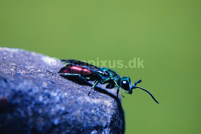 Guldhveps. Guldhveps ( Scan af KOL3648 ); Chrysis ignita, Chrysididae; Konga; Sverige; ; insekter; Guldhvepse, hveps, hvepse, �revingede