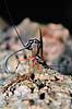 Snyltehveps. Snyltehveps, i f�rd med at l�gge �g ( Scan af KOL6982 ) Lissonota setosa, Ichneumonidae Dyrehaven, Sj�lland   insekter Snyltehvepse, snylte hveps, hvepse, l�ggebrod, �gl�gning