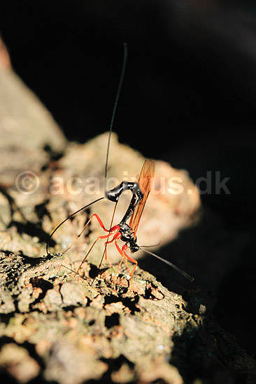 Snyltehveps. Snyltehveps, i f�rd med at l�gge �g ( Scan af KOL6983 ); Lissonota setosa, Ichneumonidae; Dyrehaven, Sj�lland; ; ; insekter; Snyltehvepse, snylte hveps, hvepse, l�ggebrod, �gl�gning