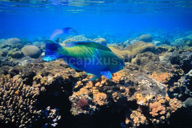 Papeg�jefisk. Papeg�jefisk ( Scan af KOL5120 ); Scarus spec., Scaridae; R�de Havet / Eilat; Israel; Asien; fisk; Koralrev, tropefisk