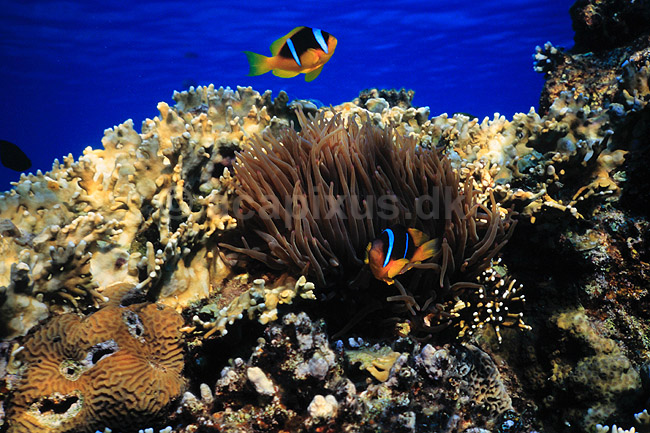 Klovnfisk. Klovnfisk ( Scan af KOL5116 ); Amphiprion bicinctus, Pomacentridae; R�de Havet / Eilat; Israel; Asien; fisk; Koralrev, tropefisk