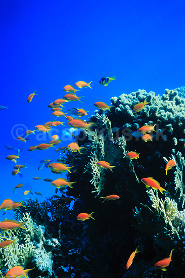 Anthias. Goldfish scalefin anthias ( Scan af KOL5126 ); Anthias squamipinnis, Serranidae; R�de Havet / Eilat; Israel; Asien; fisk; Koralrev, tropefisk