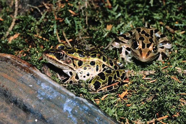 Fr�. Leopard fr� ( Scan af KOL2333 ); Rana utricularis, Ranidae; K�benhavn ZOO; ; ; padder; Fr�er, springpadder