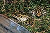 Fr�. Leopard fr� ( Scan af KOL2333 ) Rana utricularis, Ranidae K�benhavn ZOO   padder Fr�er, springpadder