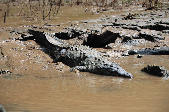 Kaiman. Sort kaiman ( Scan af KOL6621 ); Melanosuchus niger, Alligatoridae; Ca�on del Sumidero / Chiapas; Mexico; Nordamerika; krybdyr; Krokodille, krokodiller, kaimaner