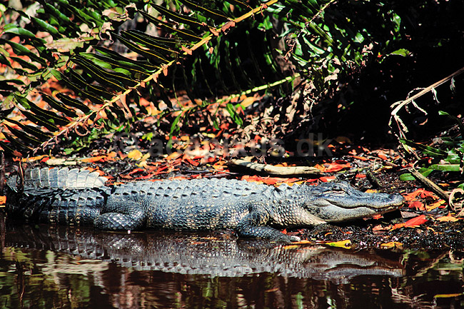 Alligator. Amerikansk alligator ( Scan af KOL2099 ); Alligator mississippiensis, Alligatoridae; Ding Darling NWR / Sanibel Island / Florida; USA; Nordamerika; krybdyr; Krokodille, krokodiller, alligatorer