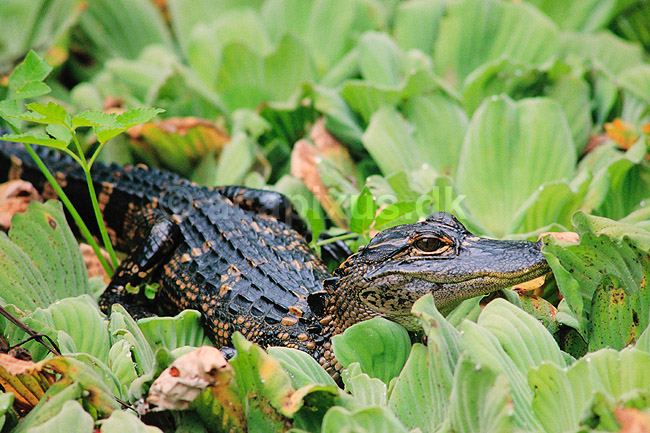 Alligator. Amerikansk alligator, unge ( Scan af KOL2094 ); Alligator mississippiensis, Alligatoridae; Corkscrew Swamp Sanctuary / Florida; USA; Nordamerika; krybdyr; Krokodille, krokodiller, alligatorer