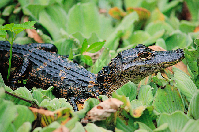Alligator. Amerikansk alligator, unge ( Scan af KOL2093 ); Alligator mississippiensis, Alligatoridae; Corkscrew Swamp Sanctuary / Florida; USA; Nordamerika; krybdyr; Krokodille, krokodiller, alligatorer