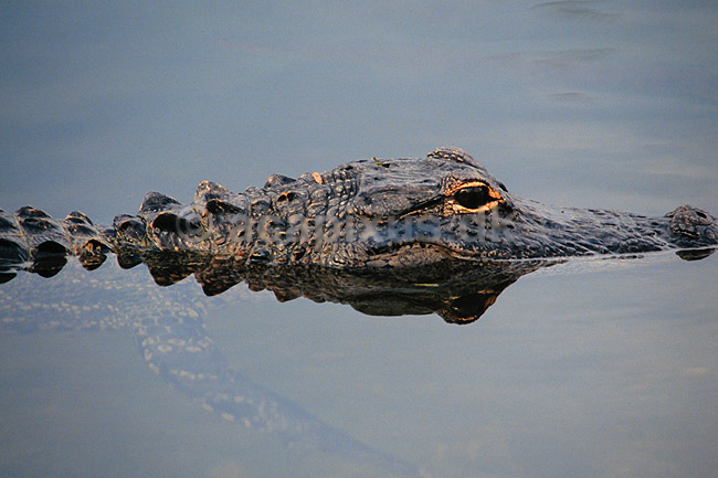 Alligator. Amerikansk alligator ( Scan af KOL2113 ); Alligator mississippiensis, Alligatoridae; Anhinga Trail / Everglades NP / Florida; USA; Nordamerika; krybdyr; Krokodille, krokodiller, alligatorer