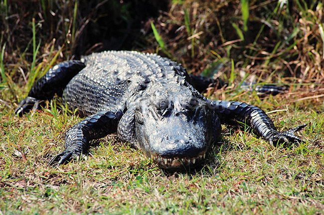 Alligator. Amerikansk alligator ( Scan af KOL2117 ); Alligator mississippiensis, Alligatoridae; Shark Valley / Everglades NP / Florida; USA; Nordamerika; krybdyr; Krokodille, krokodiller, alligatorer