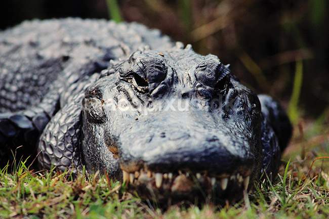 Alligator. Amerikansk alligator ( Scan af KOL2118 ); Alligator mississippiensis, Alligatoridae; Shark Valley / Everglades NP / Florida; USA; Nordamerika; krybdyr; Krokodille, krokodiller, alligatorer