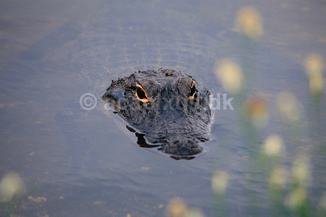 Alligator. Amerikansk alligator ( Scan af KOL2114 ); Alligator mississippiensis, Alligatoridae; Anhinga Trail / Everglades NP / Florida; USA; Nordamerika; krybdyr; Krokodille, krokodiller, alligatorer