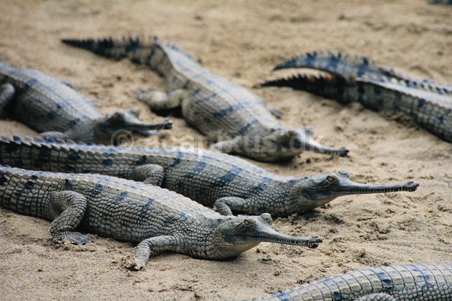 Gharial. Fra Kasara Gharial Breeding Center ( Scan af KOL1095 ); Gavialis gangeticus, Gavialidae; Chitwan NP; Nepal; Asien; krybdyr; Krokodille, krokodiller, gharialer
