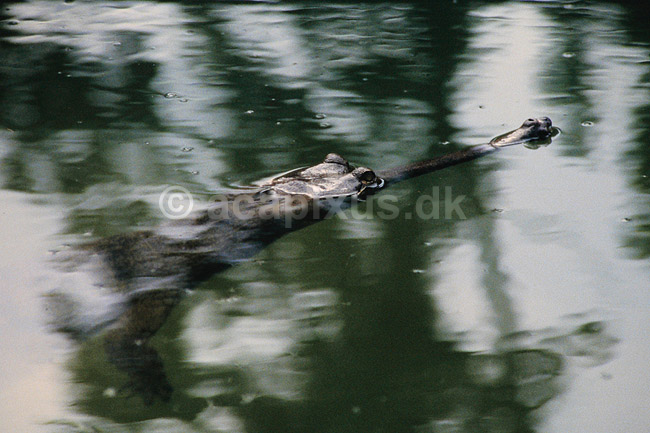 Gharial. Fra Kasara Gharial Breeding Center ( Scan af KOL1094 ); Gavialis gangeticus, Gavialidae; Chitwan NP; Nepal; Asien; krybdyr; Krokodille, krokodiller, gharialer