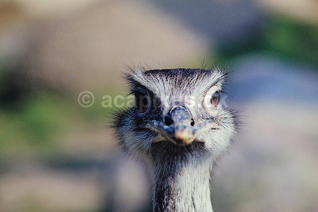 Nandu. Nandu ( Scan af KOL488 ); Rhea americana, Rheidae; K�benhavn ZOO; ; ; fugle; Strudsefugle