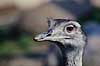Nandu. Nandu ( Scan af KOL487 ) Rhea americana, Rheidae K�benhavn ZOO   fugle Strudsefugle