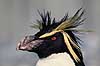 Springpingvin. Spring pingvin ( Scan af KOL514 ) Eudyptes crestatus, Spheniscidae K�benhavn ZOO   fugle Pingviner