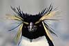 Springpingvin. Spring pingvin ( Scan af KOL519 ) Eudyptes crestatus, Spheniscidae K�benhavn ZOO   fugle Pingviner