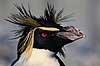 Springpingvin. Spring pingvin ( Scan af KOL517 ) Eudyptes crestatus, Spheniscidae K�benhavn ZOO   fugle Pingviner