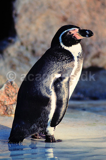 Humboldtpingvin. Humboldt pingvin ( Scan af KOL510 ); Spheniscus humboldti, Spheniscidae; K�benhavn ZOO; ; ; fugle; Pingviner