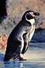 Humboldtpingvin. Humboldt pingvin ( Scan af KOL510 ) Spheniscus humboldti, Spheniscidae K�benhavn ZOO   fugle Pingviner