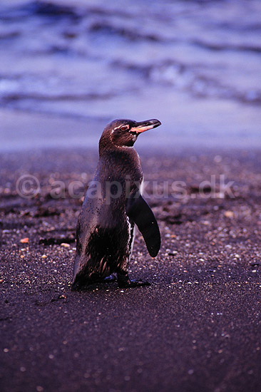 Galapagospingvin. Galapagos pingvin ( Scan af KOL4861 ); Spheniscus mendiculus, Sphenisciformes; San Salvador / Galapagos; Equador; Sydamerika; fugle; Pingviner