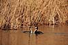 Toppetlappedykker. Toppet lappedykker ( Scan af KOL3654 ) Podiceps cristatus, Podicipedidae Utterslev Mose / Sj�lland   fugle Lappedykkere
