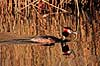 Lappedykker. Toppet lappedykker ( Scan af KOL3655 ) Podiceps cristatus, Podicipedidae Utterslev Mose / Sj�lland   fugle Lappedykkere